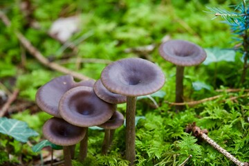 Wood mushroom 