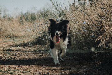 Border Collie perro corriendo de frente