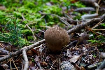 Wood mushroom 