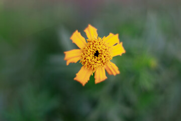 yellow flower on green background