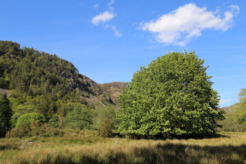 A flowering chestnut tree in Cadair Idris National Nature Reserve, Snowdonia at Minffordd,  Gwynedd, Wales, UK.