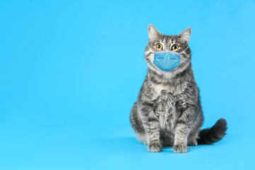 Gray tabby cat in medical mask on blue background, space for text. Virus protection
