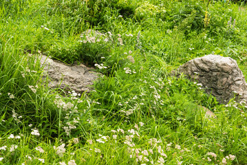 Landscaping element, part of rockery - large boulders in the grass from alpine meadows