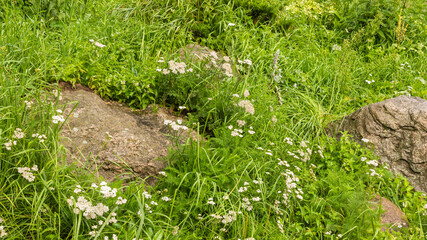 Landscaping element, part of rockery - large boulders in the grass from alpine meadows