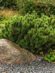 Element of landscape design, rockery in the yard - large natural boulders in the grass and conifers