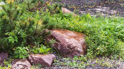 Fototapeta premium Element of landscape design, rockery in the yard - large natural boulders in the grass and conifers