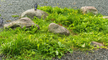 Element of landscape design, rockery in the yard - large natural boulders in the grass and conifers, birds sit on the stones