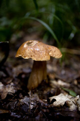 White mushrooms in the woods, on a background of leaves, bright sunlight. Boletus. Mushroom