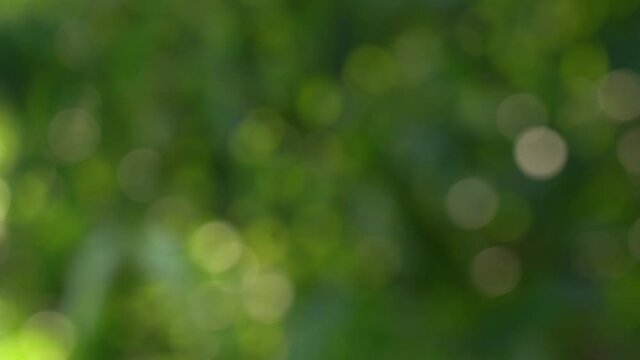 Abstract green sunny bokeh blurred 4k video background with sun shine through defocused foliage of trees.