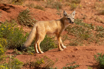 Swift fox kits (Vulpes velox) at den;  Laramie Valley;  Wyoming