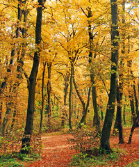 A path through the autumn forest