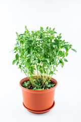 Pot spice basil on white background