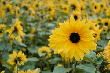Sunflower field, summer concept