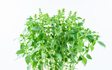 Obraz premium Fresh spice basil on white background