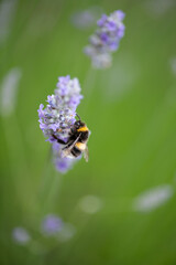 Bumble bee collecting pollen