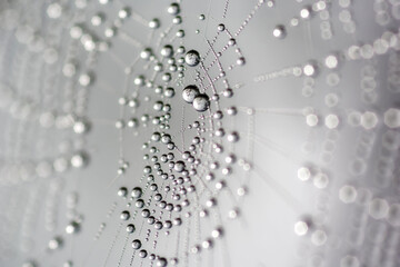 Morning dew covered spider net. Water drops on spider web.