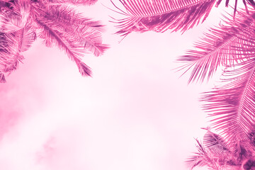 palm leaves on a light background, pink tint with blur, text frame, background cover