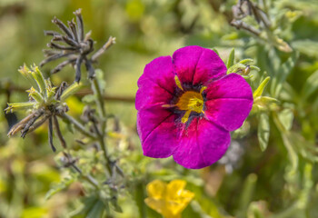 Petunia purple red and yellow with spider in the centre closeup