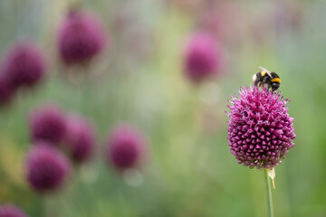 Bumble bee collecting pollen from an Allium sphaerocephalon