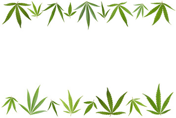 Green leaves of hemp plant on white background