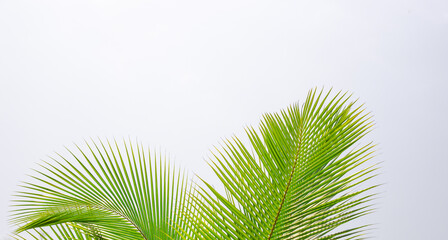 Obraz premium beautiful fluffy green palm leaves on a light background. Template for text, banner.