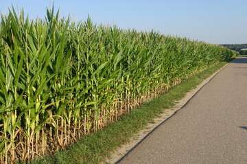 Schöne Landschaft mit Sonne