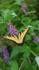butterfly on flower