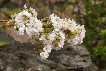 May in a botanical garden, white cherry blossoms in full bloom