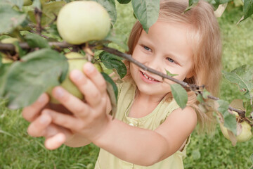 Little blonde girl in a green dress plucks an apple from a tree with a smile on her face. apple harvest