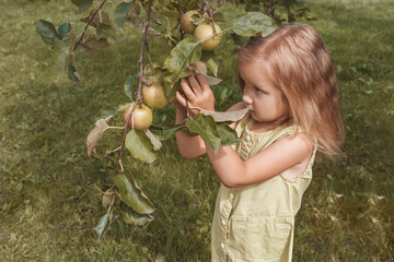 Little blonde girl in a green dress plucks an apple from a tree . Apple harvest