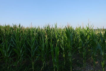 Schöne Landschaft mit Sonne