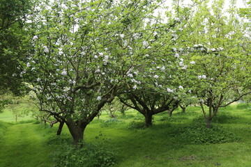 Fototapeta na wymiar A flowering English apple orchard in Spring.
