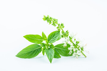 Obraz premium Fresh spice basil close-up on white background