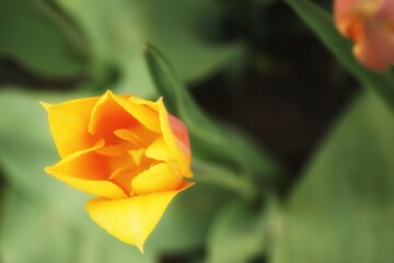 May in the botanical garden, interior of a yellow tulip