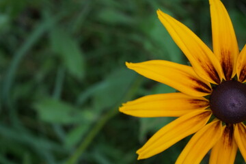 Fototapeta premium yellow rudbeckia on green background