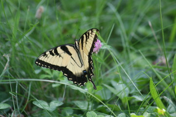 Tiger Swallowtail Butterfly 2020 III