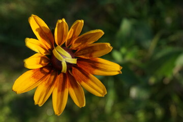 Strange yellow flower in the garden