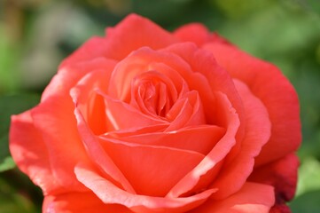 red rose in garden