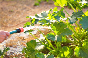 Abundant water in the hose to water the plants