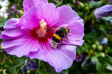 Hibiskus und Hummel © Safra-Fotografie
