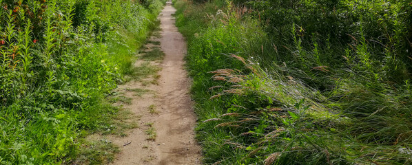 Fototapeta na wymiar path in the grass in summer forest