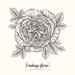 English rose. Elegant rose bud with leaves. Vector hand drawn flower. Vintage Botanical Flower.