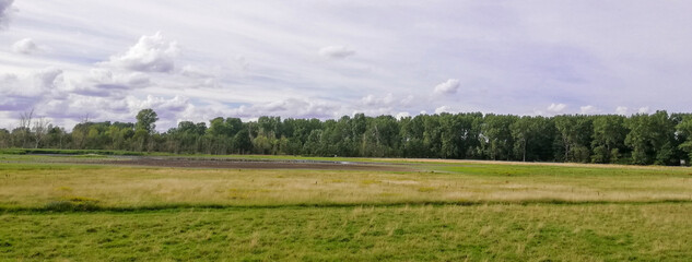 landscape with grass and sky