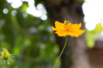 キバナコスモス