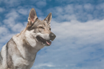 Naklejka premium Portrait of an beautiful Czechoslovak Wolfdog, blue sky background