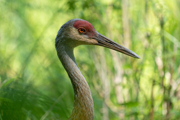 sand hill crane close up headshot on a sunny day