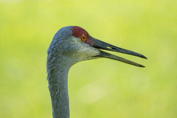sand hill crane close up headshot on a sunny day