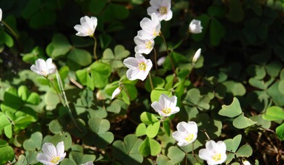 White sorrel flowers under sunlight with blurred background.