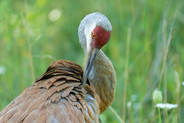 sand hill crane close up headshot on a sunny day