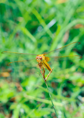 Beautiful nature scene dragonfly. Dragonfly in the nature habitat using as a background or wallpaper.The concept for writing an article. Dragonfly on leaf. Chandpur, Bangladesh / 2020.